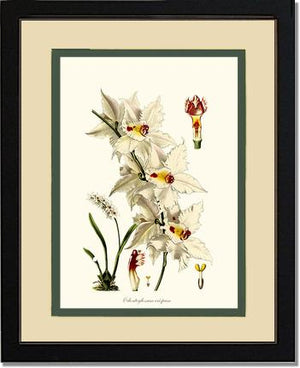 Odontoglossum crispum