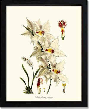 Odontoglossum crispum