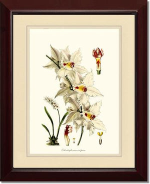 Odontoglossum crispum