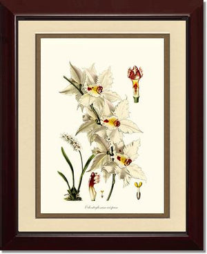 Odontoglossum crispum