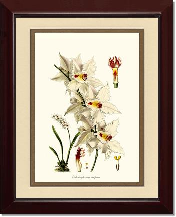 Odontoglossum crispum | Orchid Wall Art Print