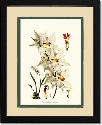 Odontoglossum crispum | Orchid Wall Art Print