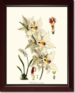 Odontoglossum crispum