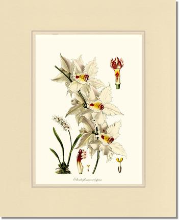 Odontoglossum crispum | Orchid Wall Art Print