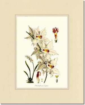 Odontoglossum crispum