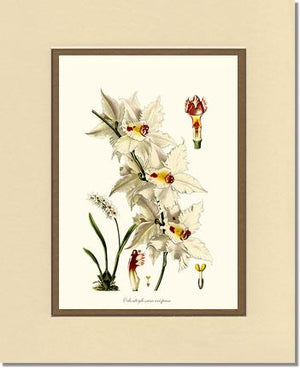 Odontoglossum crispum