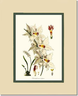 Odontoglossum crispum