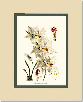 Odontoglossum crispum | Orchid Wall Art Print