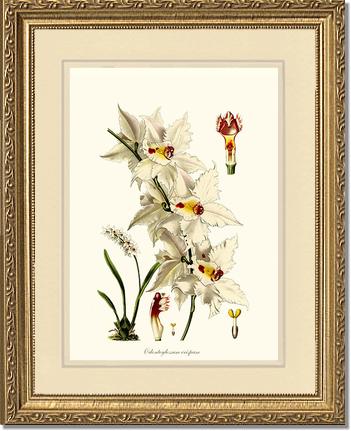 Odontoglossum crispum | Orchid Wall Art Print