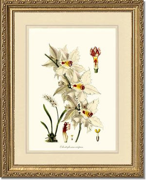 Odontoglossum crispum