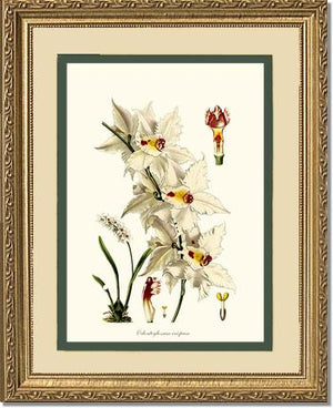 Odontoglossum crispum