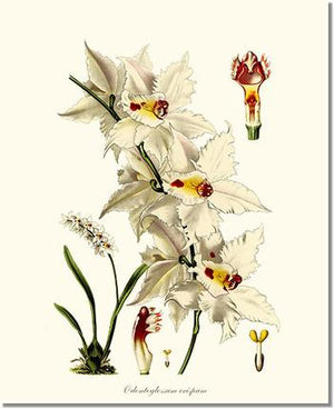 Orchid Print: Odontoglossum crispum