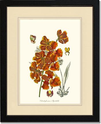Oncidium forbesii | Orchid Wall Art Print