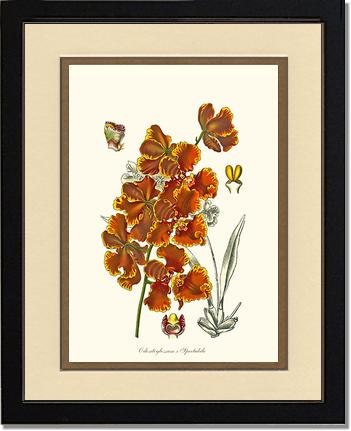 Oncidium forbesii | Orchid Wall Art Print