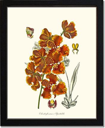 Oncidium forbesii | Orchid Wall Art Print