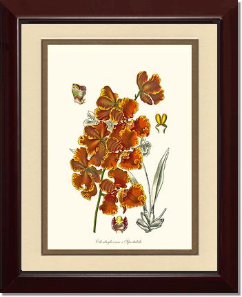 Oncidium forbesii | Orchid Wall Art Print