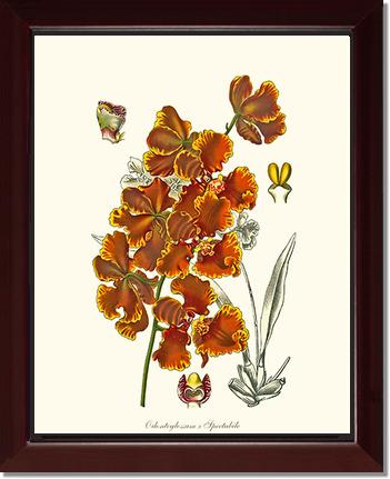 Oncidium forbesii | Orchid Wall Art Print