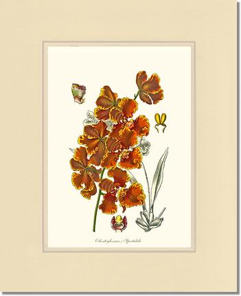 Oncidium forbesii | Orchid Wall Art Print