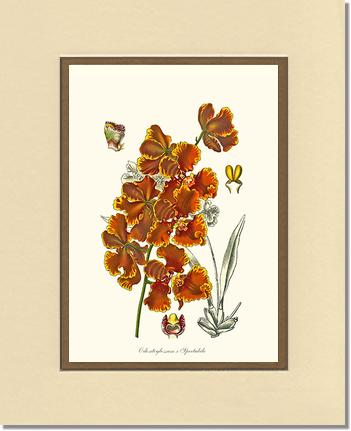 Oncidium forbesii | Orchid Wall Art Print