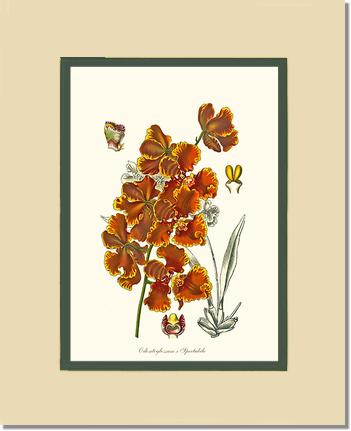 Oncidium forbesii | Orchid Wall Art Print