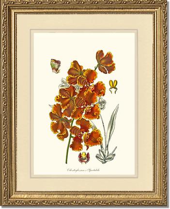 Oncidium forbesii | Orchid Wall Art Print