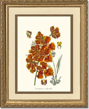 Oncidium forbesii | Orchid Wall Art Print