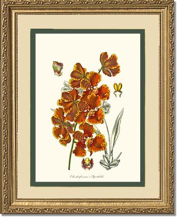 Oncidium forbesii | Orchid Wall Art Print
