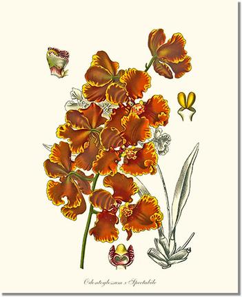 Oncidium forbesii | Orchid Wall Art Print