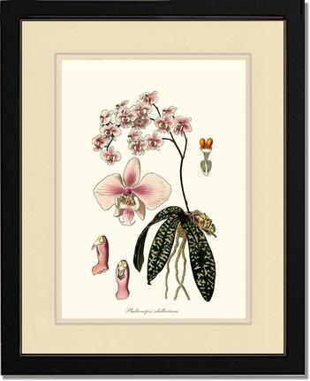 Phalaenopsis schilleriana | Orchid Wall Art Print