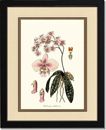 Phalaenopsis schilleriana | Orchid Wall Art Print