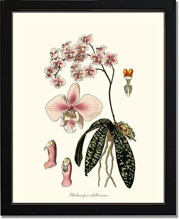 Phalaenopsis schilleriana | Orchid Wall Art Print