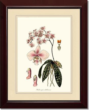 Phalaenopsis schilleriana | Orchid Wall Art Print