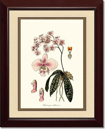 Phalaenopsis schilleriana | Orchid Wall Art Print