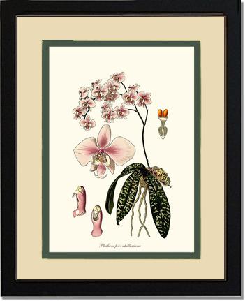 Phalaenopsis schilleriana | Orchid Wall Art Print