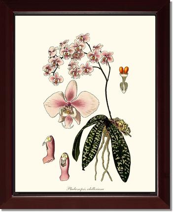 Phalaenopsis schilleriana | Orchid Wall Art Print
