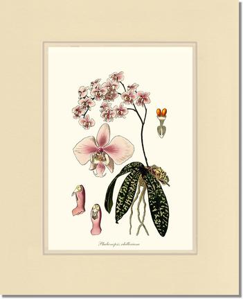 Phalaenopsis schilleriana | Orchid Wall Art Print
