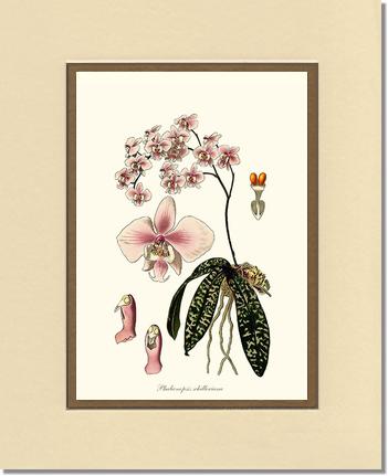 Phalaenopsis schilleriana | Orchid Wall Art Print