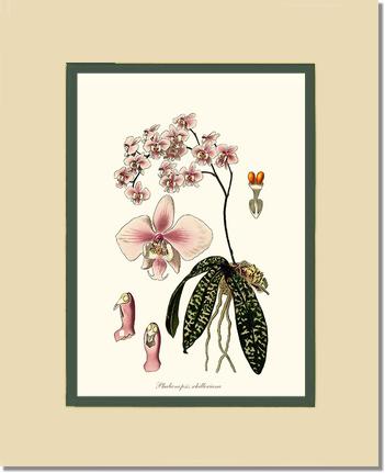 Phalaenopsis schilleriana | Orchid Wall Art Print