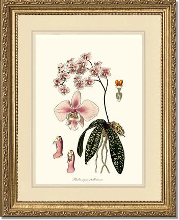 Phalaenopsis schilleriana | Orchid Wall Art Print