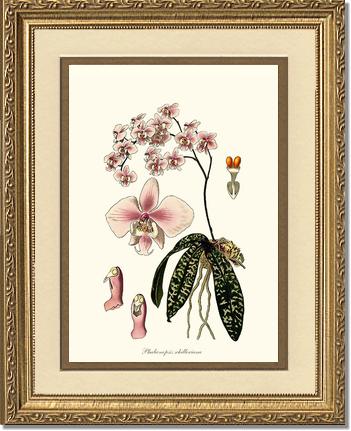 Phalaenopsis schilleriana | Orchid Wall Art Print