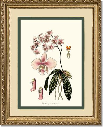 Phalaenopsis schilleriana | Orchid Wall Art Print