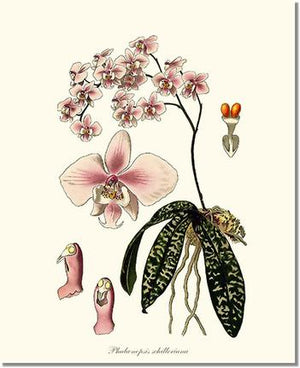 Orchid Print: Phalaenopsis schilleriana