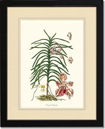 Vanda Tricolor | Orchid Wall Art Print