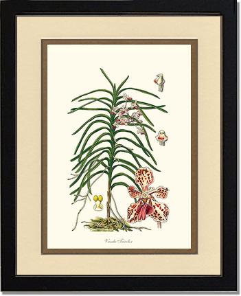 Vanda Tricolor | Orchid Wall Art Print