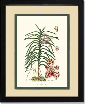 Vanda Tricolor | Orchid Wall Art Print