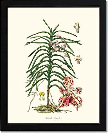 Vanda Tricolor | Orchid Wall Art Print