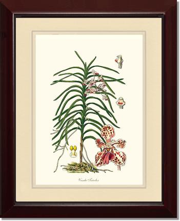Vanda Tricolor | Orchid Wall Art Print