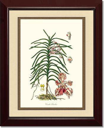 Vanda Tricolor | Orchid Wall Art Print
