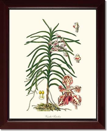 Vanda Tricolor | Orchid Wall Art Print