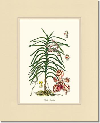 Vanda Tricolor | Orchid Wall Art Print